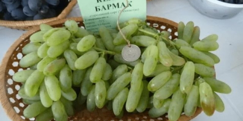 Ženske sorte grožđa: fotografija, opis, recenzije, karakteristike